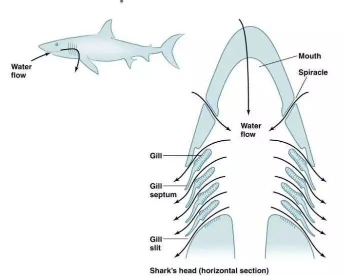 身为一个水产人,有没有想过淹死一条鱼的可能?
