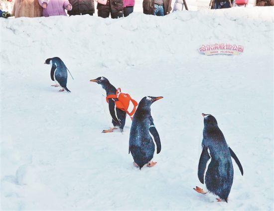 哈爾濱極地館官宣,省百大項目哈爾濱極地館二期——極地公園將於2021