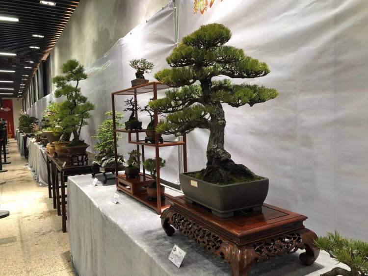 对海派盆景感兴趣的看过来200多件盆景精品在上海植物园展出