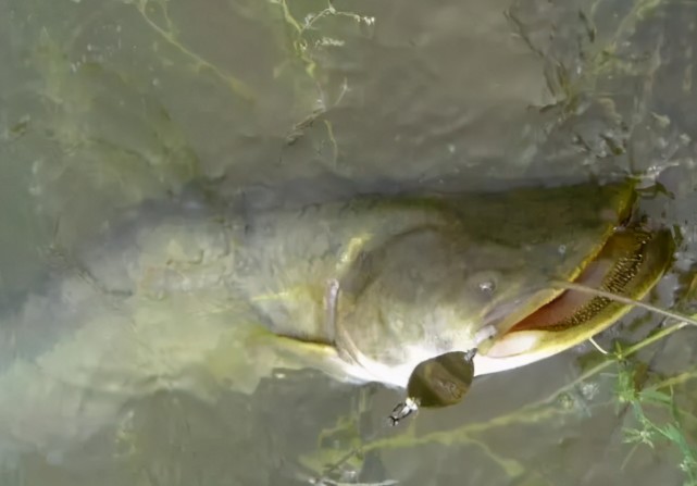黑龙江凶猛的大型肉食鱼怀头鲶 用路亚钓法擒上岸 淡水鱼 鲶鱼 路亚 鱼类