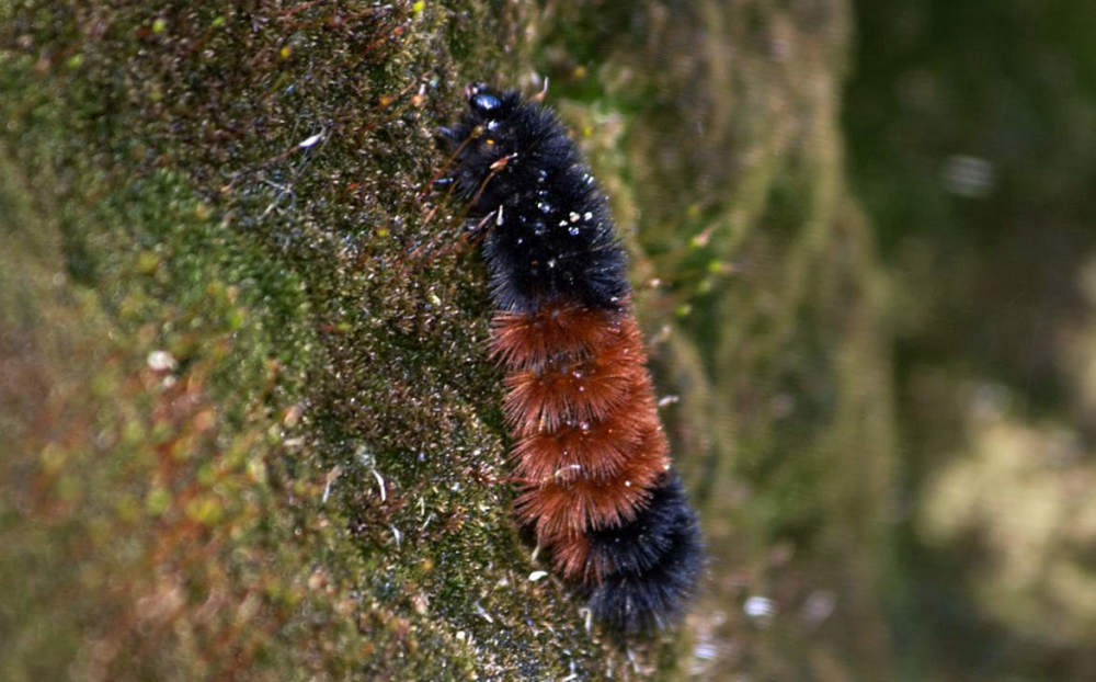 强寒潮持续蛇和鱼被冰冻后能死而复生人会怎样