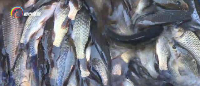 保护土著"鱼民" 3万尾杞麓鲤放归抚仙湖