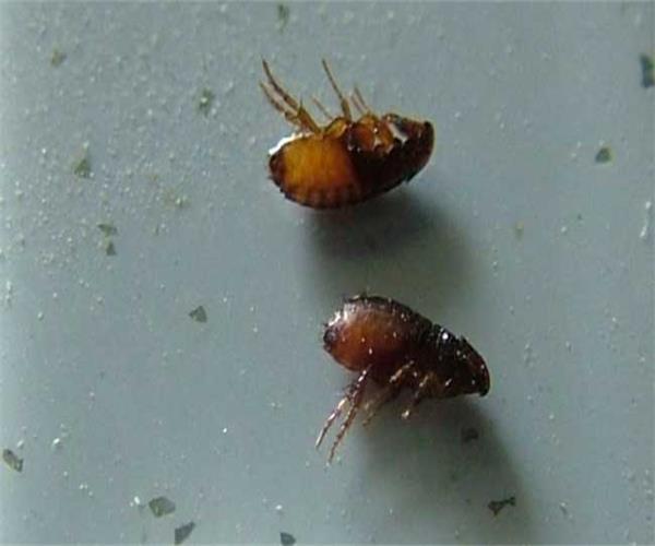 苏州杀虫公司将向您展示如何彻底根除臭虫