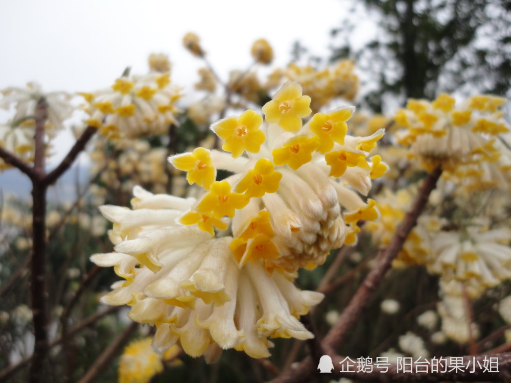 冬末春初开花的结香枝条真的能打结哦