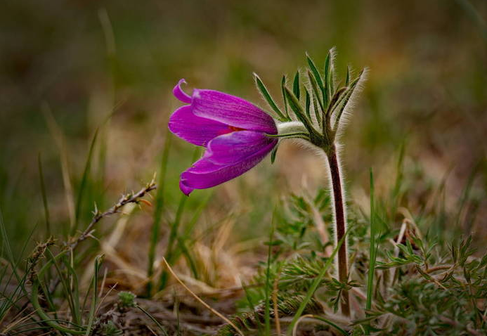 被叫做 睡草 是一种具有催眠作用的植物 不宜饲喂牲畜 腾讯新闻