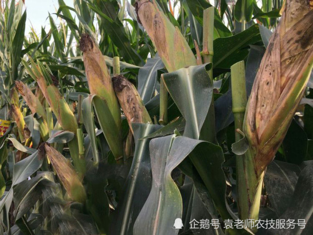 三大玉米主产区,产量最高的几个玉米新品种