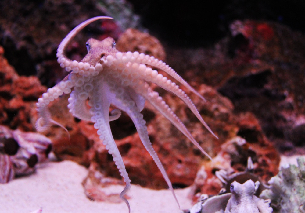 章鱼或不是地球的生物多个研究表明科学家的怀疑或许是对的