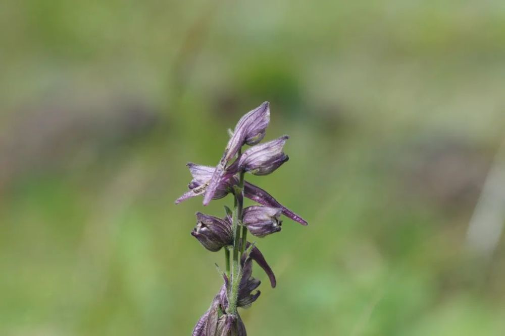 毛翠雀花毛茛科 翠雀属