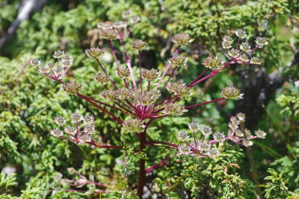 瘤果棱子芹伞形科 棱子芹属