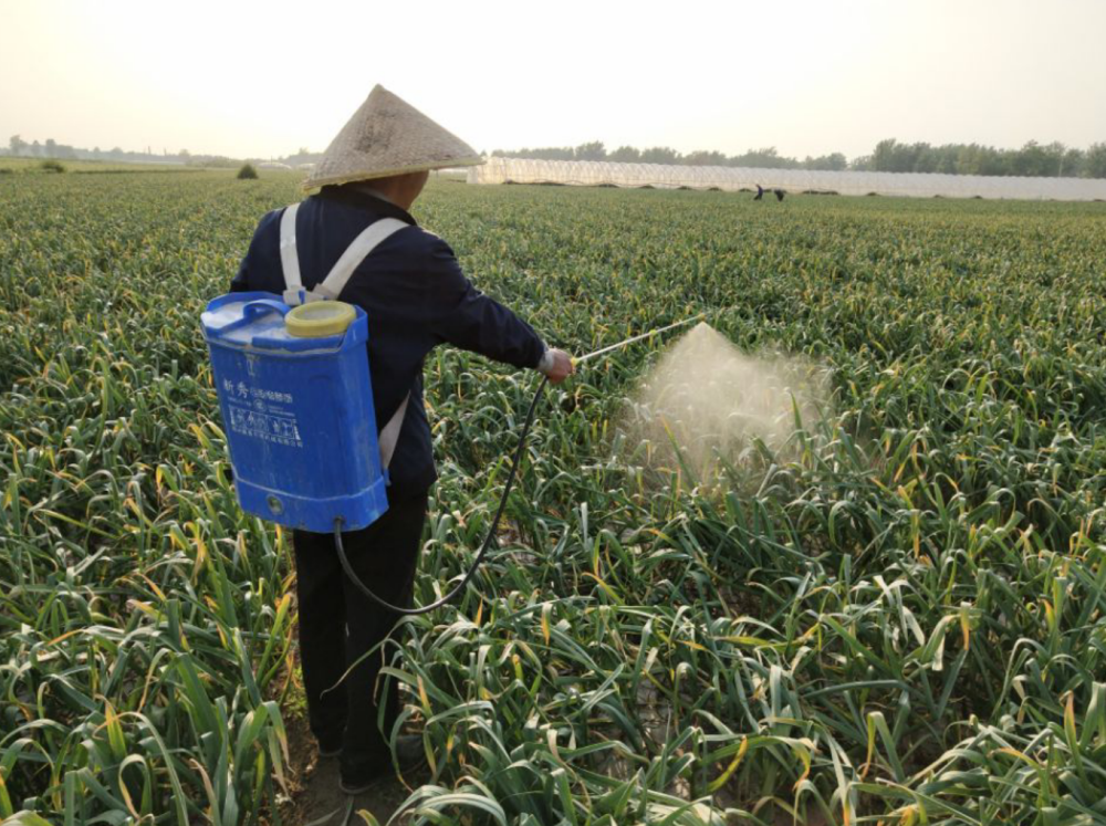 春季大蒜追肥,怎么选?哪种方法更有利于大蒜增产?