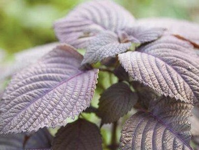 紫苏有很多种 用途各不同 使用时分清这3种 别再用错了 腾讯新闻