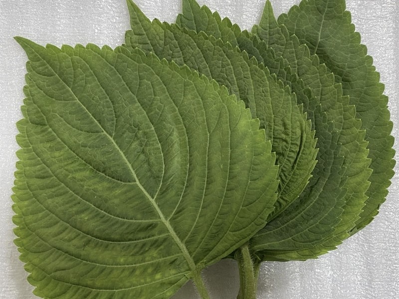 紫苏有很多种 用途各不同 使用时分清这3种 别再用错了 腾讯新闻