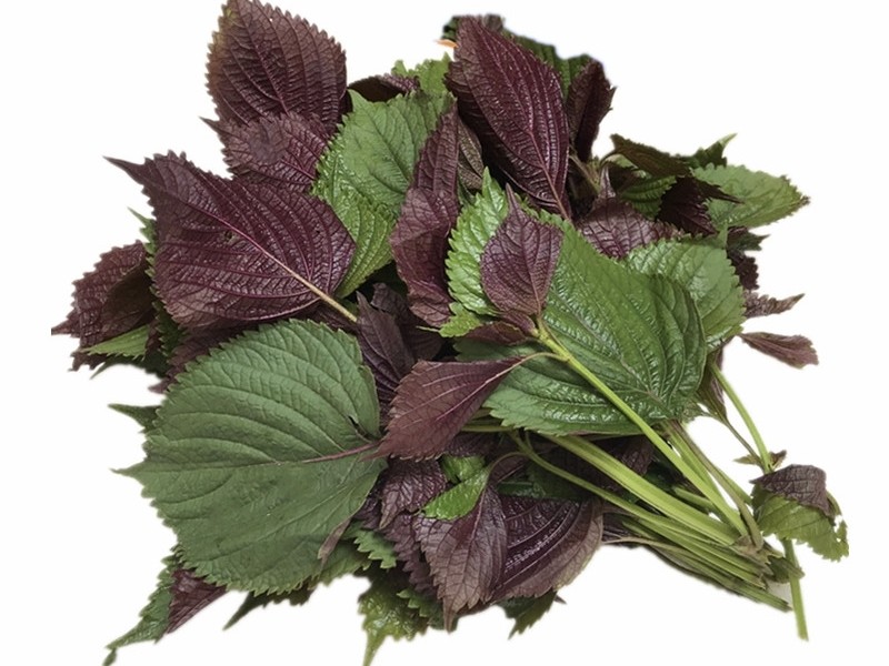 紫苏有很多种 用途各不同 使用时分清这3种 别再用错了 腾讯新闻