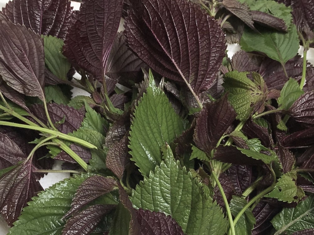 紫苏有很多种 用途各不同 使用时分清这3种 别再用错了 腾讯新闻