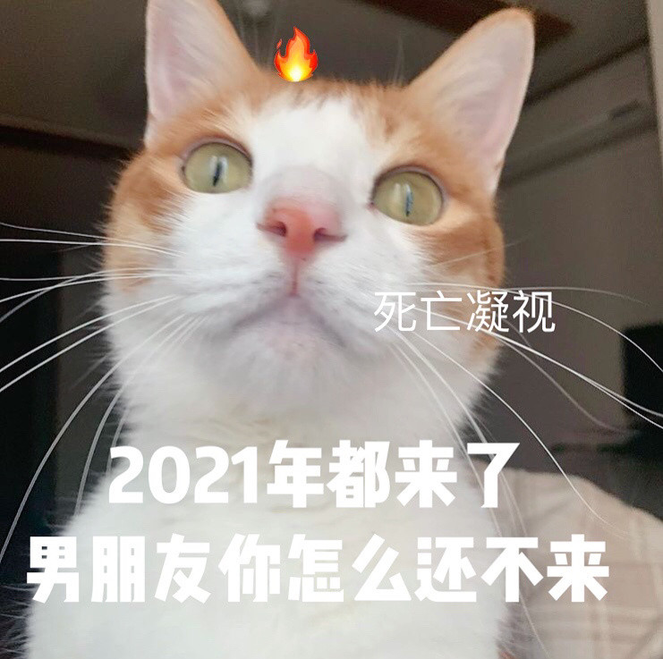 萌宠表情包:2021年都来了,男朋友你怎么还不来?_腾讯新闻