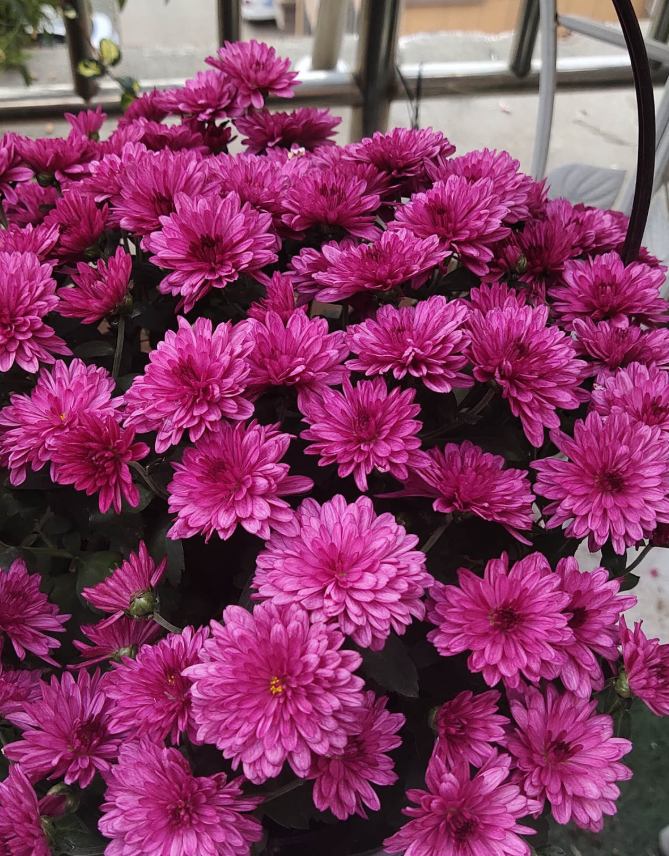 家里养盆千头菊开花呼呼爆盆一盆能开上百朵