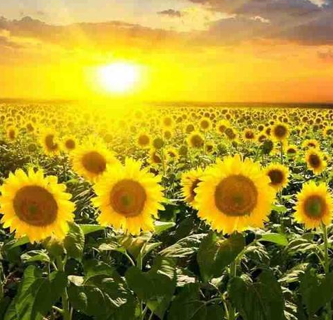 进入2021年紫气东来4属相吉星伴身事业进步生活走好运