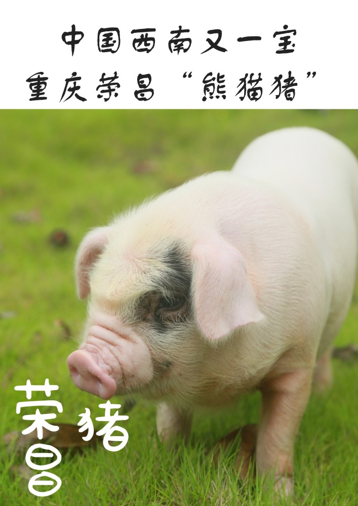 象征财富吉祥和无限可能熊猫猪成就西部小城大产业