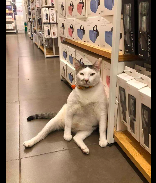 猫咪一副大佬坐姿身体还靠在货架上表情很臭快交出小鱼干