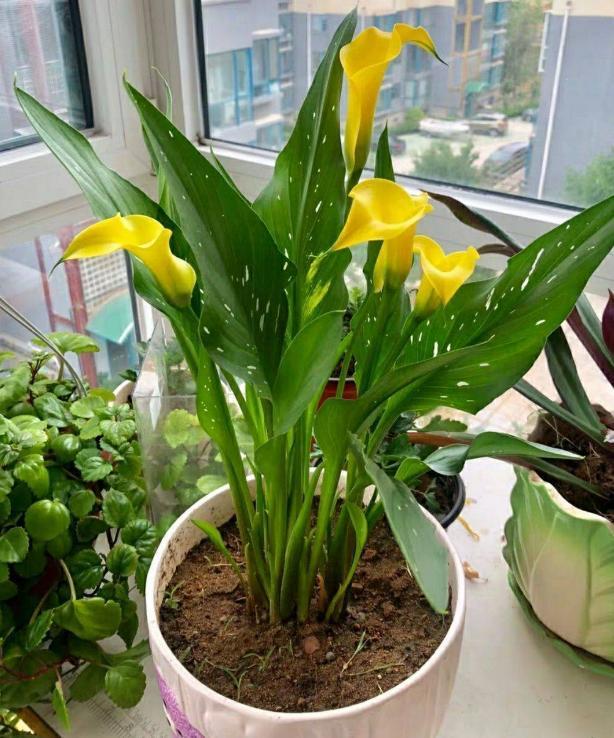 冬季养殖马蹄莲注意这些搁2盆就能把家里装饰得更高级