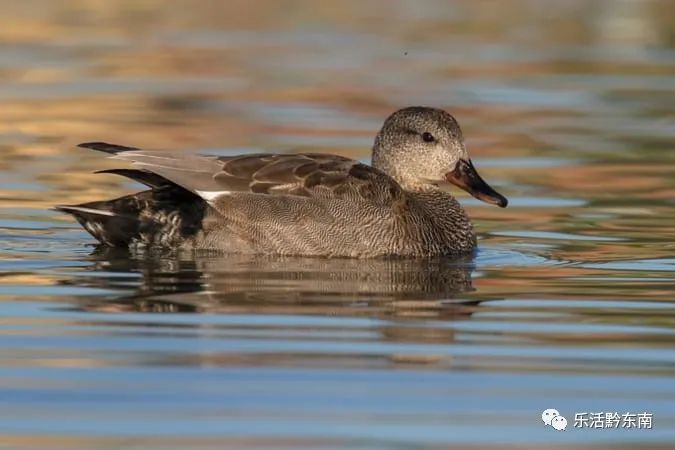 与北京鸭齐名的三穗麻鸭,到底有多好吃?