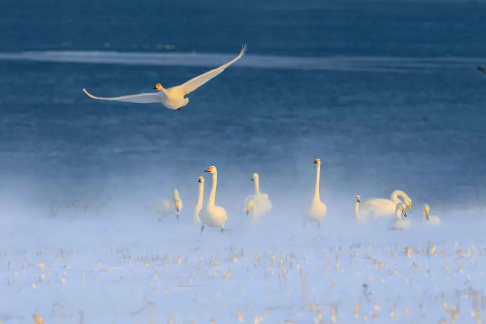 天鹅沐雪图:风雪摄影人,鹅舞雪花飞