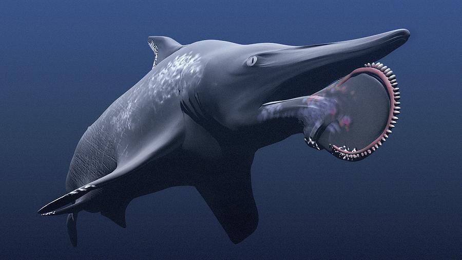 行走的肩章鲨展示了鲨鱼家族恐怖的进化能力它们的野心不只是海洋