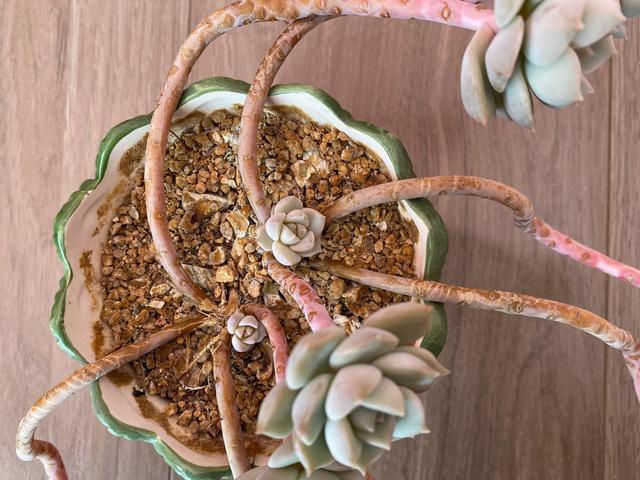 贵为 普货之王 的多肉 颜值极高但由于容易黑腐 已无人问津 白牡丹 橙梦露