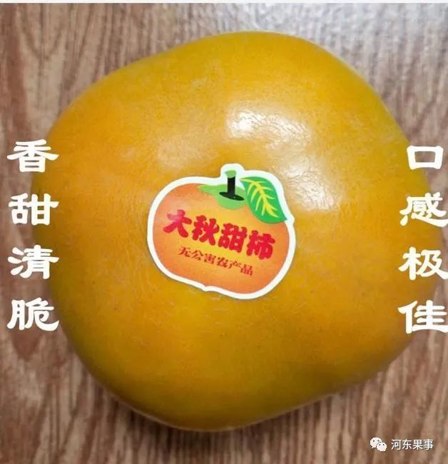 太秋甜柿 柿中王者 腾讯网