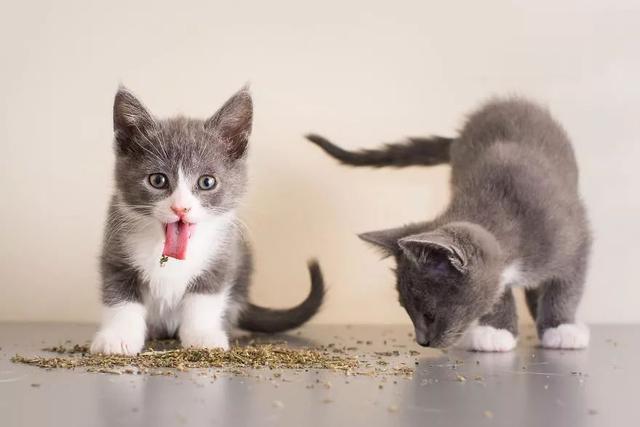 自从给猫咪吃了猫薄荷 我家的猫 性情大变 猫咪 猫薄荷 薄荷 猫草 吃猫 猫粮