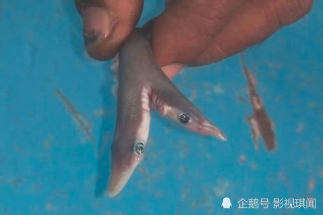 如果不是亲眼所见谁能相信真有双头鲨鱼