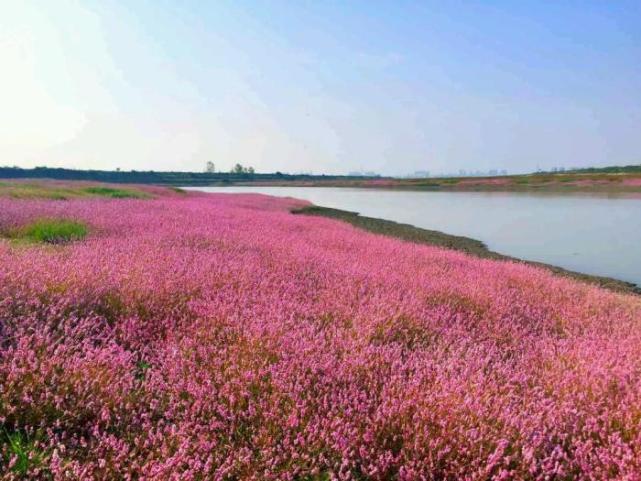 美不胜收的鄱阳湖蓼子花海好比世外桃源