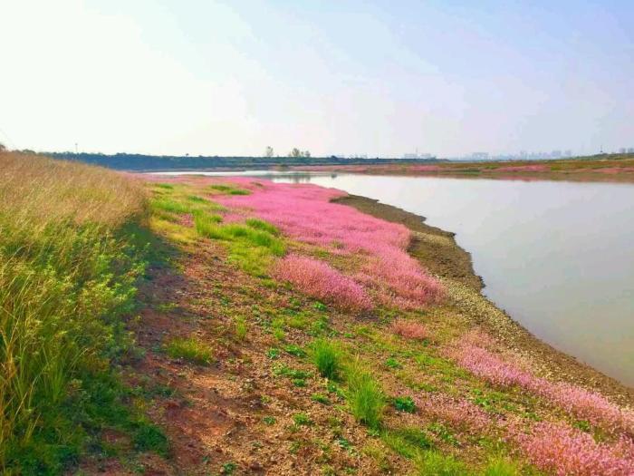 美不胜收的鄱阳湖蓼子花海好比世外桃源