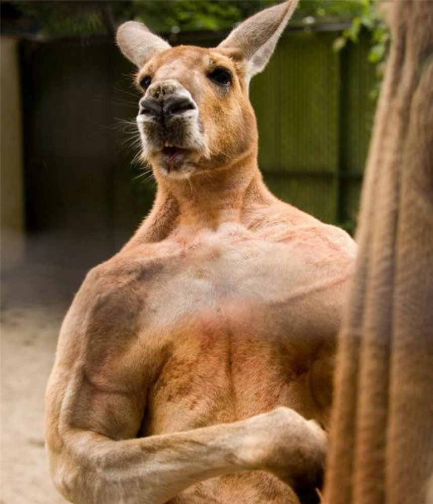 袋鼠打人了闯民宅踢主人把猎人打成骨折女教练装死才逃脱