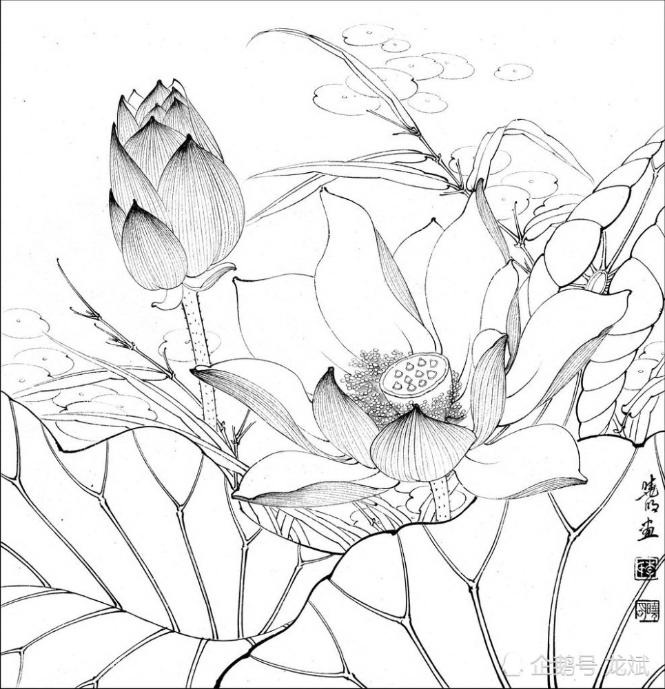 工笔白描荷花临摹借鉴素材