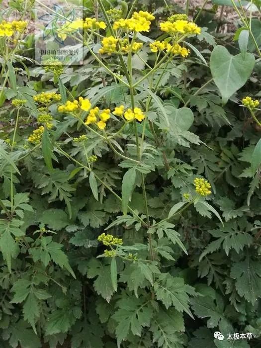 清热解毒,活血排脓.治肠炎,痢疾,阑尾炎