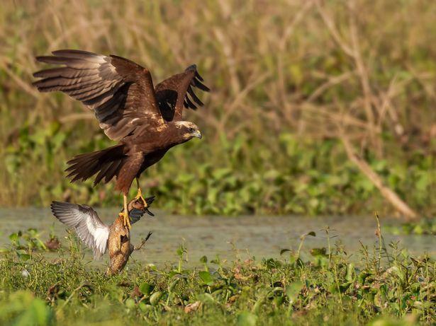 印度沼泽鹞用爪子抓起鸭子头准备享大餐不料鸭子从爪中死里逃生