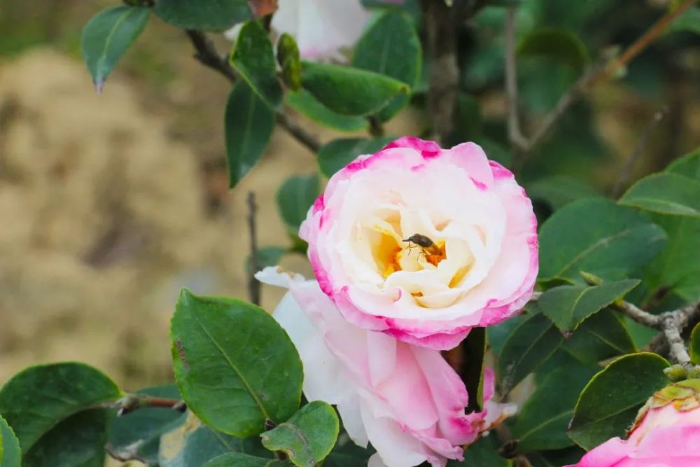 它像是白薔薇,紅玫瑰,實則柔中有剛.