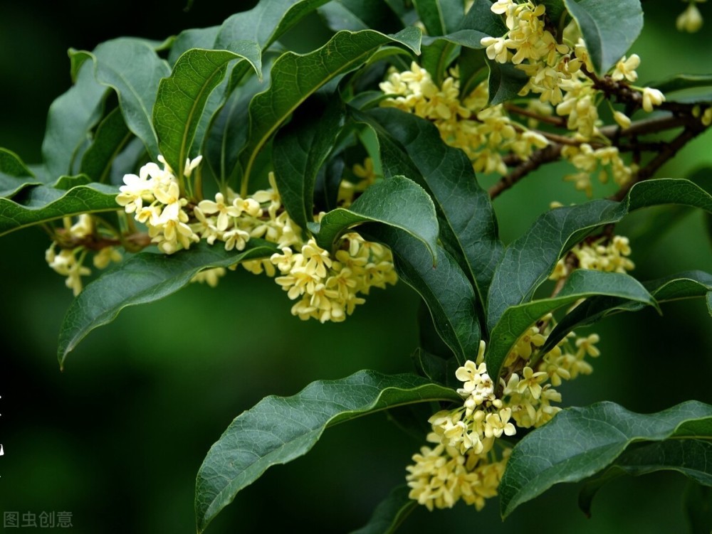 在农村有一棵30年树龄的桂花树,树干笔直枝叶茂盛,能卖多少钱呢?