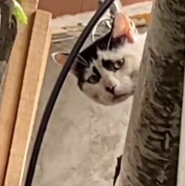 你见过长得最丑的猫能有多丑 猫咪 蝙蝠