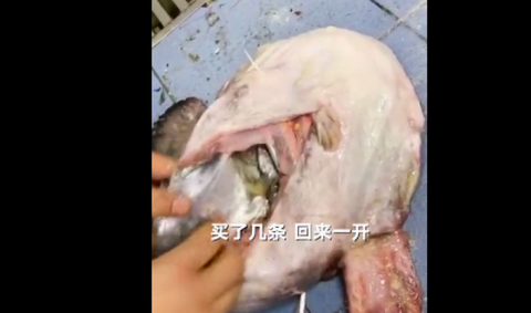 辽宁一女子买了条17斤的大肚鱼 剪开鱼肚一看直呼中彩票了 辽宁 大肚鱼 安康鱼