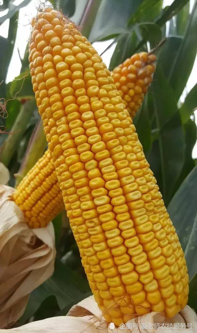 2021年最适宜种植的几个高产玉米品种亩产都在2000斤以上