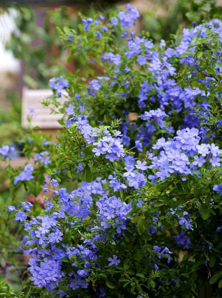 蓝雪花可以在室外过冬吗?做好"两步",来年春天长势快花开爆_腾讯新闻