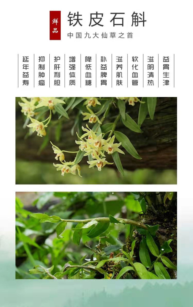 九大仙草(九大仙草排名首位是哪一种)