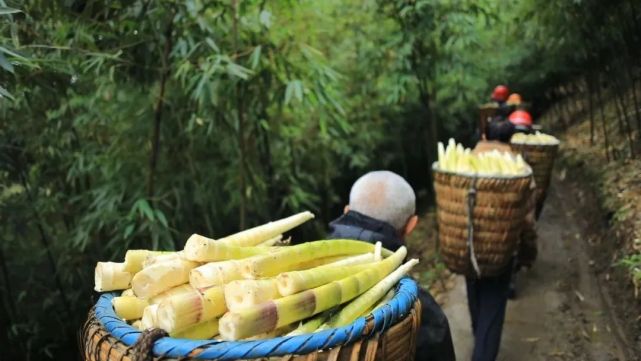 厉害了遵义这里的方竹资源面积稳居全国第一