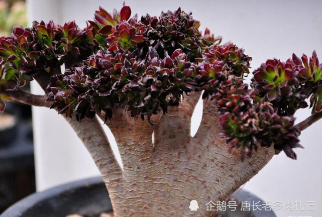 黑法师多肉冬季不懂咋浇水照这样浇不仅不会冻伤还能顺利越冬