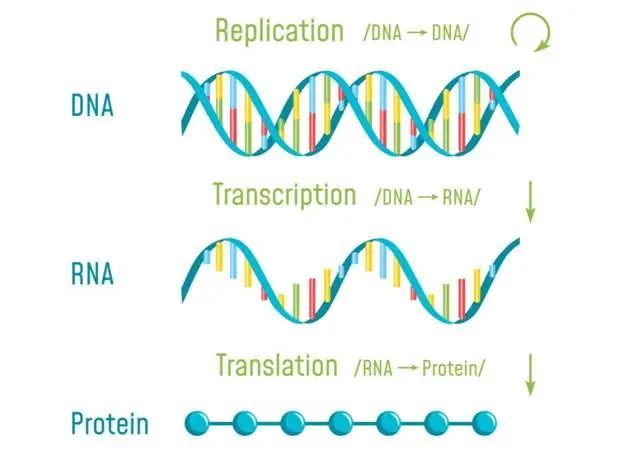 mrna疫苗|疫苗|信使rna