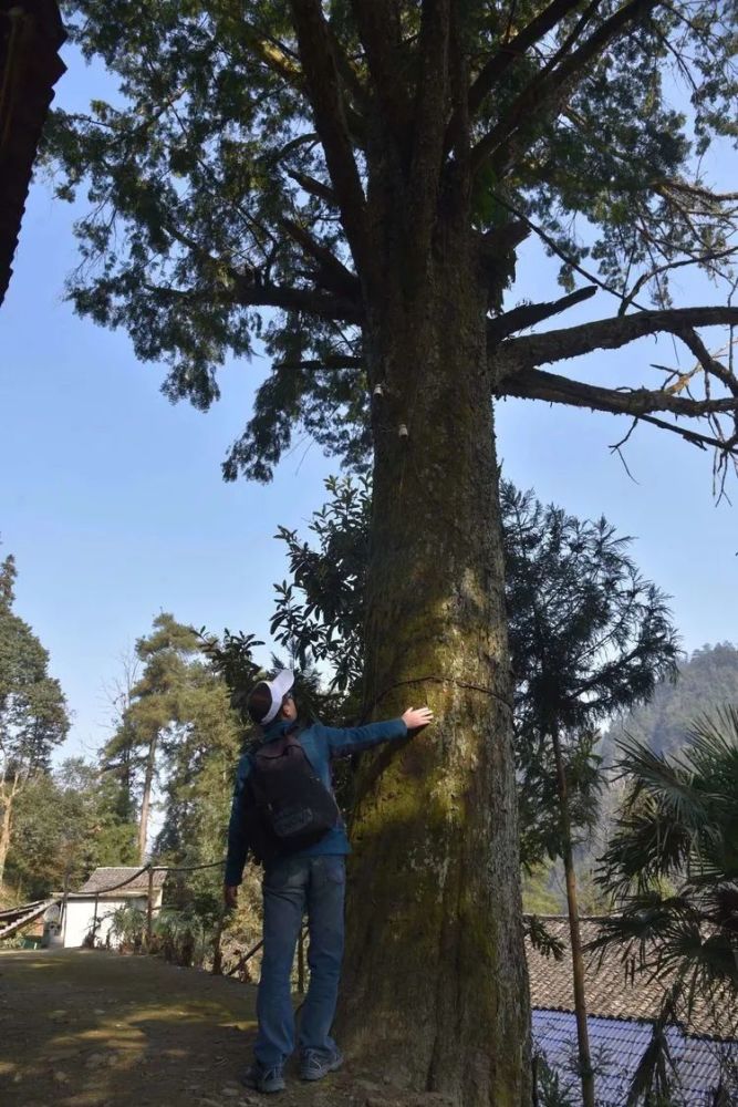 走遍龙山29湘西的古树