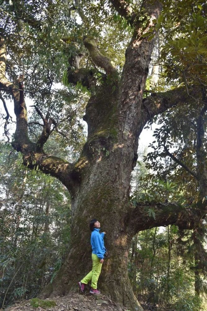 的木屋前下来,走一小段落满枯叶的土公路,就来到这棵粗壮的猴栗树跟前