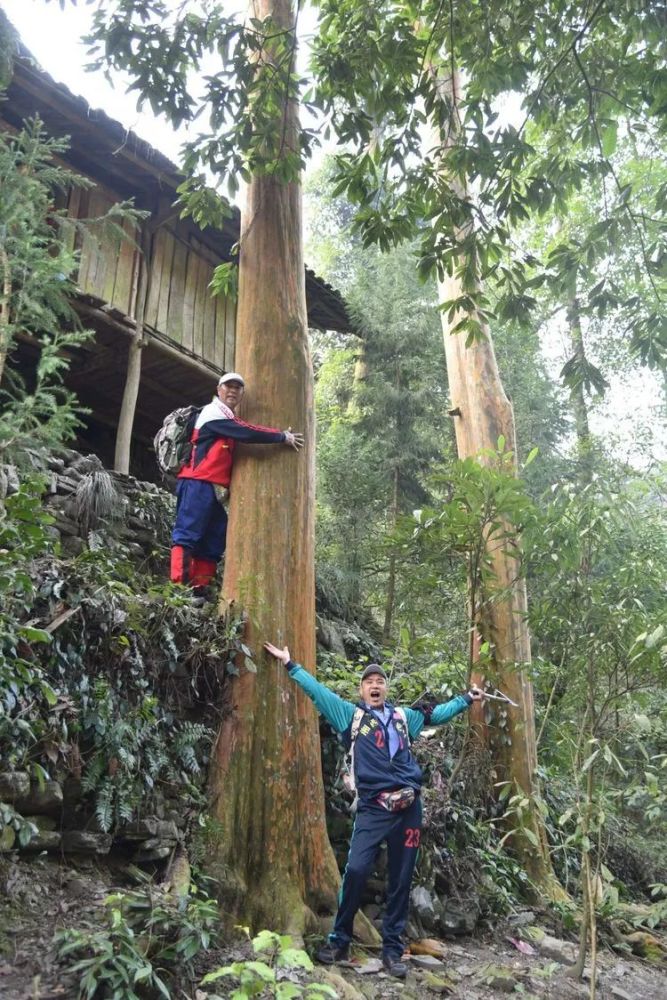 走遍龙山29湘西的古树